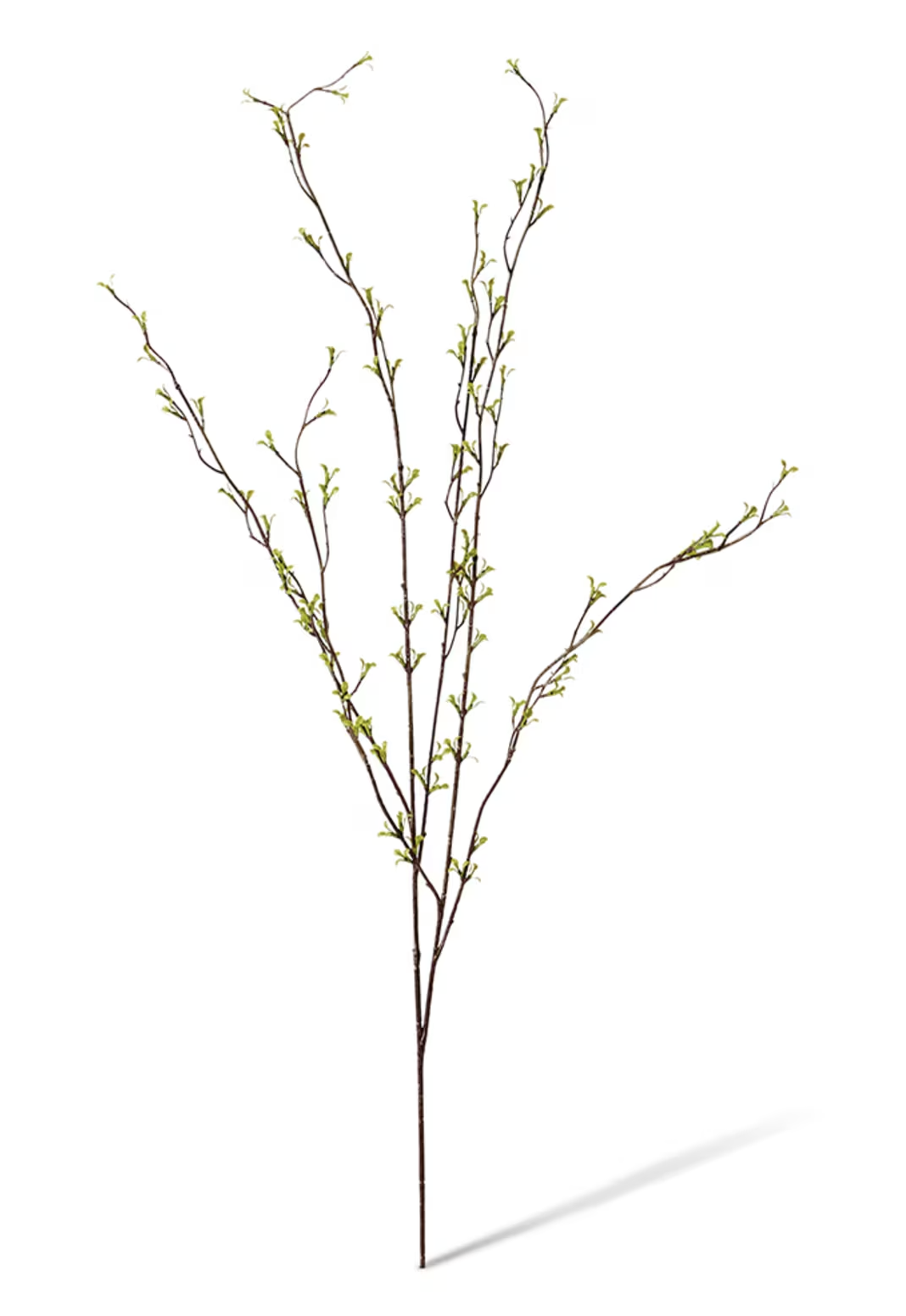 Spring bud leaf spray