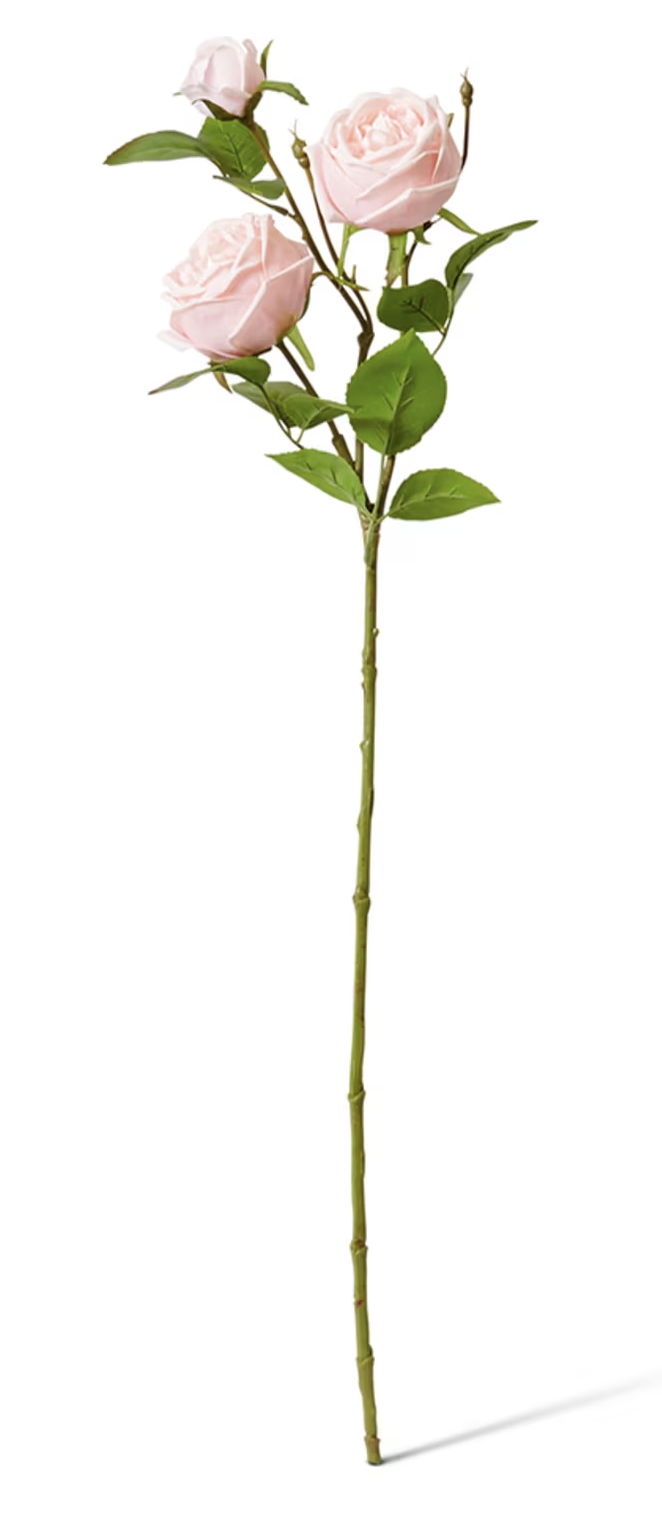 Rose Austin Spray