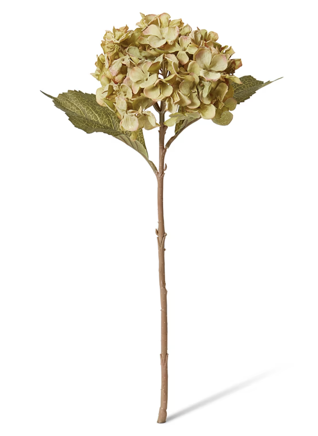 Hydrangea Stems
