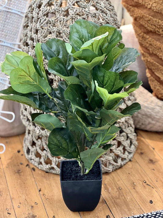 Fiddle Leaf in pot