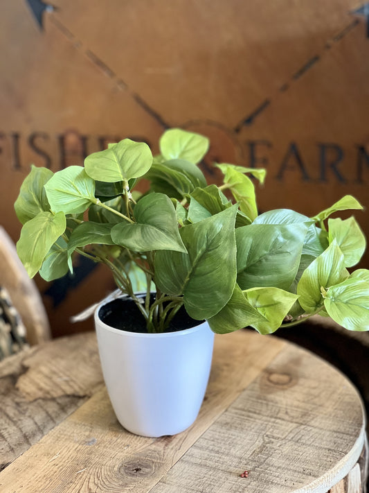 Philo Leaf Bush in pot