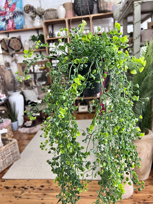 Baby Tear in pot