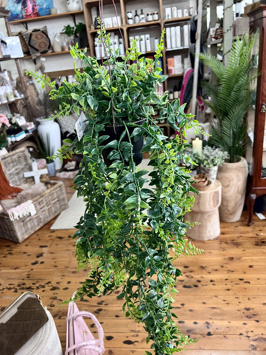 Baker Fern in pot