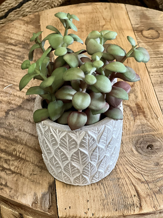Succulent in pot