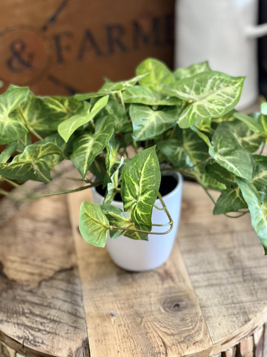 Syngonium in pot