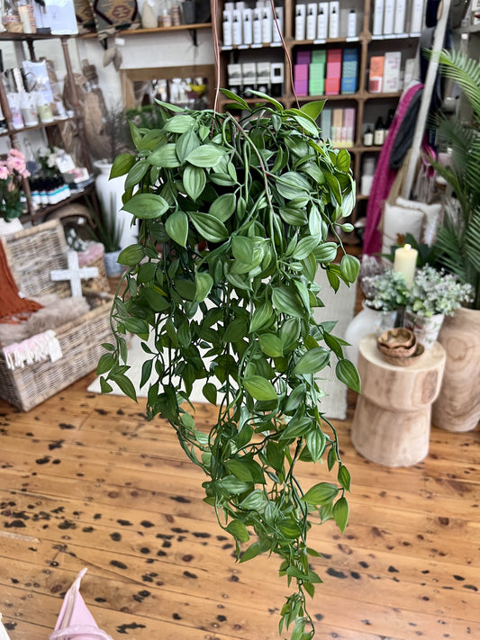 Satin Pothos in pot