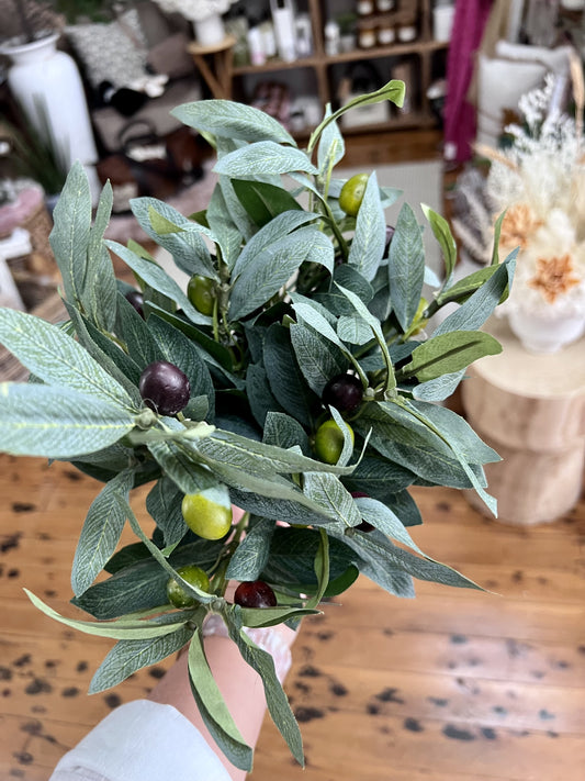 Olive Branch
