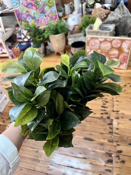 Camellia Leaf Branch