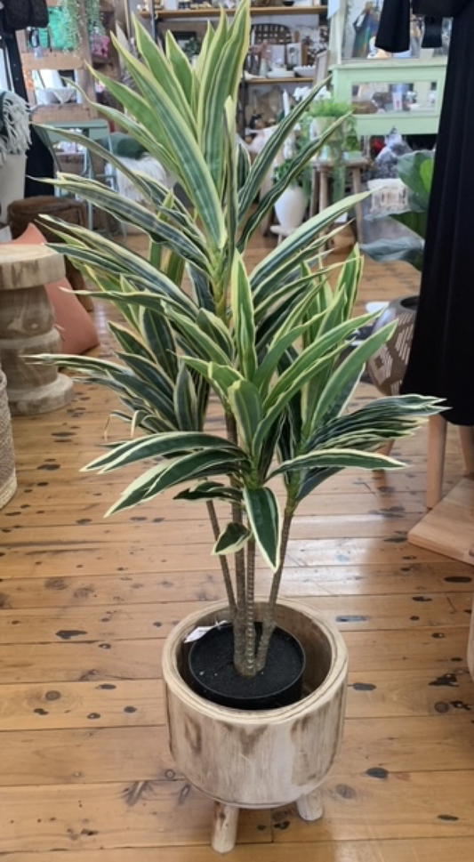 Dracena Plant