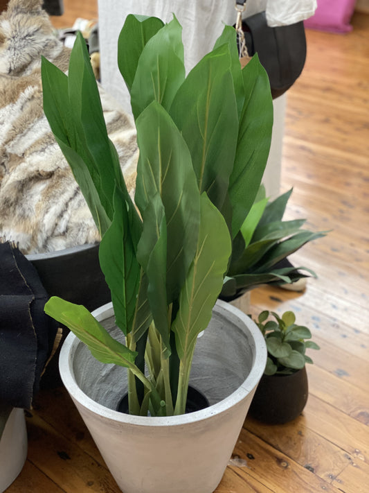 Cordyline Plant