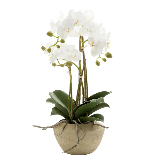 Orchid in stone pot small 50cm white