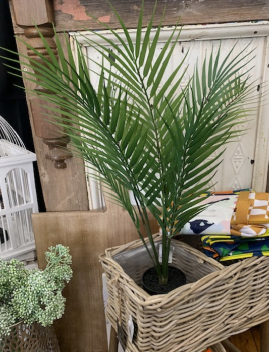 Palm Tree