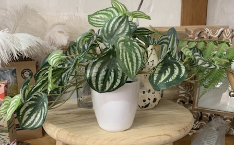 Peperomia in Pot