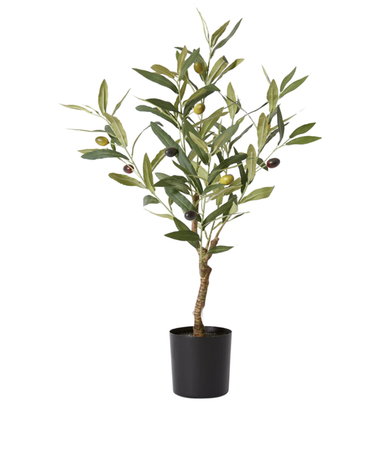 Olive Tree mini Tree