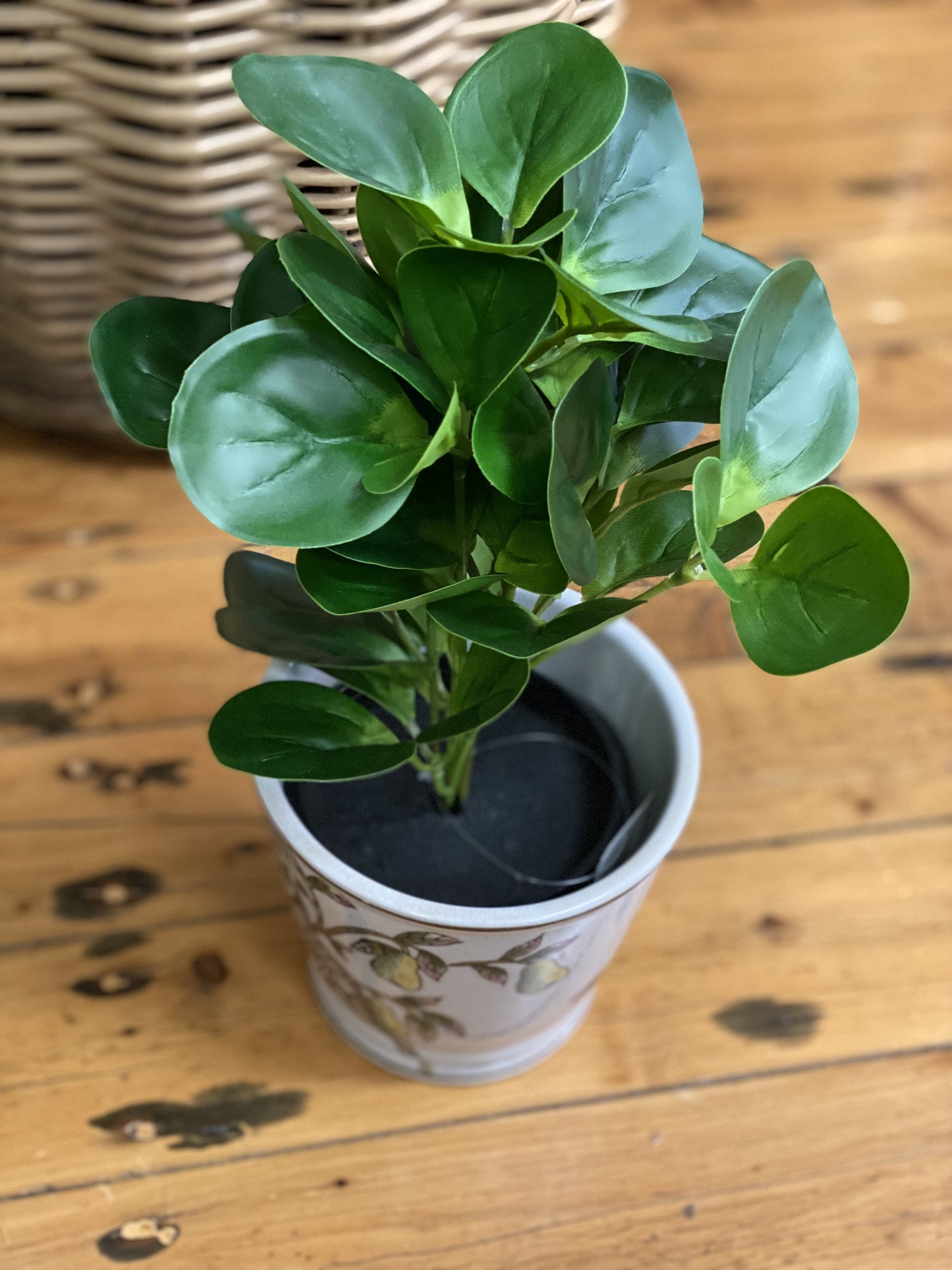 Coin-leaf Peperomia